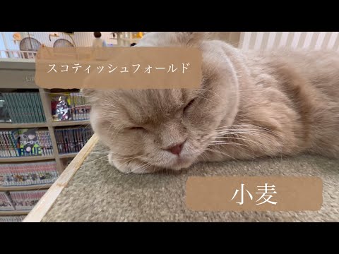 猫カフェMOCHAで人気の小麦くん🌾が可愛すぎる…