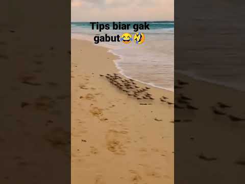 Burung Lagi Gabut 🤣😂#lucungakak #burunglucu #viralshorts