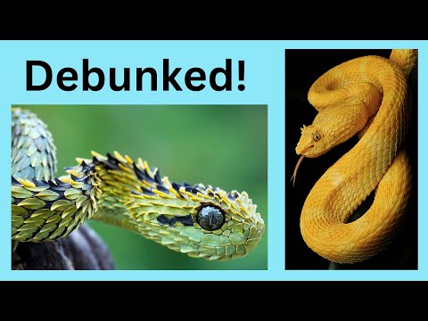 Top 6 Snake Myths!
