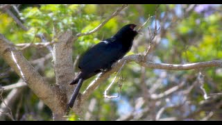 Australian Eastern Koel / Common Koel Male & hear it's Call