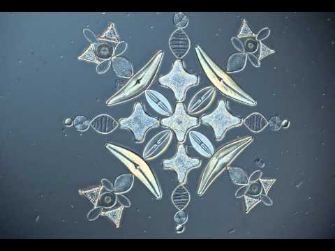 Arranged Diatoms in a Star Pattern - 3D Rendering