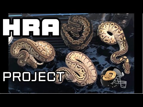 HRA Project 10 2023