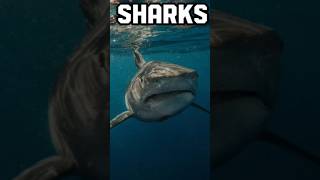 "Dive into the deep blue with these majestic sharks. 🦈✨ #OceanMagic"