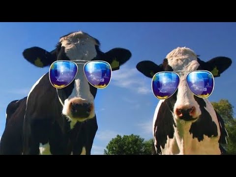 cow eating peppers