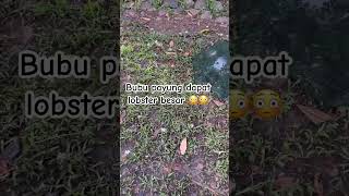 Pasang bubu payung dapat lobster besar #mancingjaring #fishing #belajarmancing #mancing