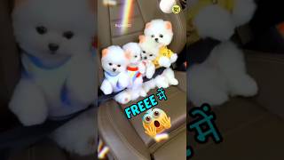 How to order a pomeranian dog for free | #shorts #cutepuppy #pomeranianpuppy #india #hindi #youtube