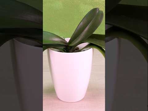 Bring weak orchids back to life ☀️ with this simple trick!
