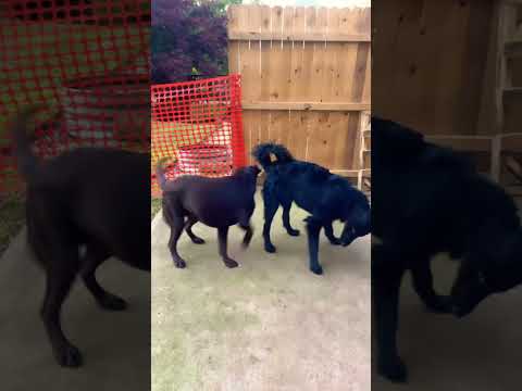 Rosie took my fire truck