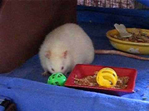 Snowy and his bells