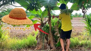 make Luffy's straw hat with banana leaf - Tin DIY