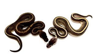 Cinder Genetic Stripe