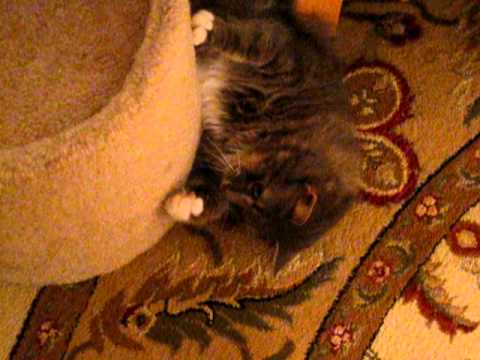 Paws Of Doom
