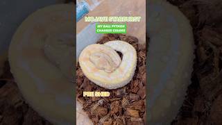 My Ball Python Changes Colors😍🔥🐍