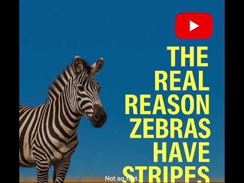 The Real Reason Zebras Have Stripes #viralvideo #fyp #trending