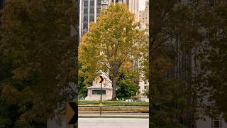 Manhattan Magic in 4K ✨ #NYC #CityWalk #urbanvibes #nyc #nycta #newyork