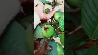 #garden #fruit #farming #bonsai #tree #propagate_guava_tree #guava #gardening
