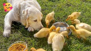 ADORABLE Dog Babysits Cute Ducklings 😂 | 1 Hour of Adorable Baby Animals