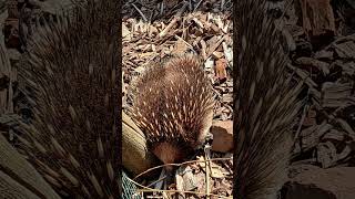 Porcupine! #tasmania #hobart #city #australian #australianews #porcupine #porcupines