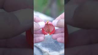 creative diy bottle caps into cool tools #WireStripper #DIYHack #Shorts