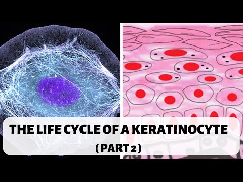 LIFE CYCLE OF A KERATINOCYTE (PART 2) II STRATUM SPINOSUM, GRANULOSUM AND CORNEUM.
