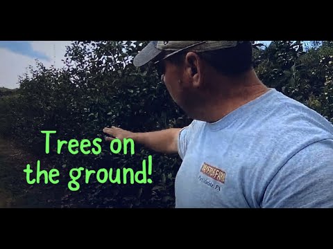 Fallen trees? Time to repair a trellis!