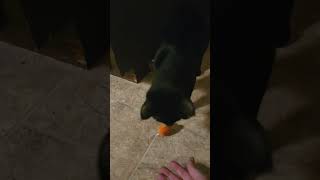 Smudge plays fetch now? I didn't teach him this, is he running dog software?. #cat #fetch #voidkitty