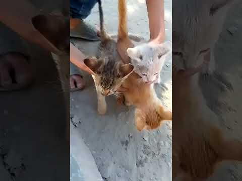 I have Two or more cats in my house 😺😺😺 #cats #shortvedio #subscribe #cuteanimals