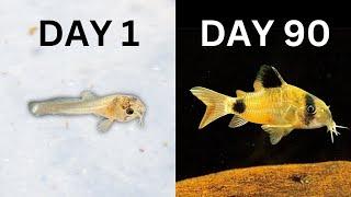 How to Breed Corydoras | In Depth Guide