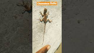 गिरगिट🦎💟🐊 Chameleon #Reptilia🦕🐉 #girgit💟 #shorts #video #shortvideo #viralvideo 👌👌 #animals