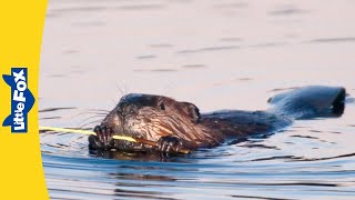 Meet the Animals | Beaver | Rodents | Wildlife Animals | Kindergarten