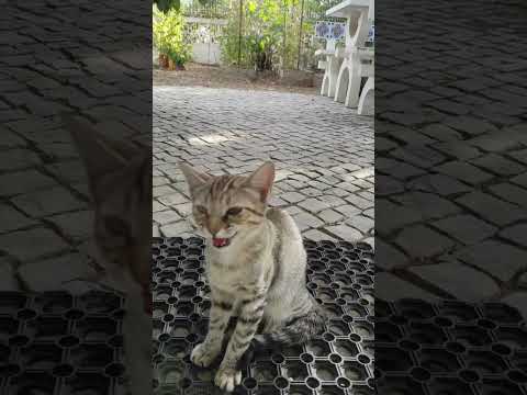 Wild cat Kasia #holiday #cat