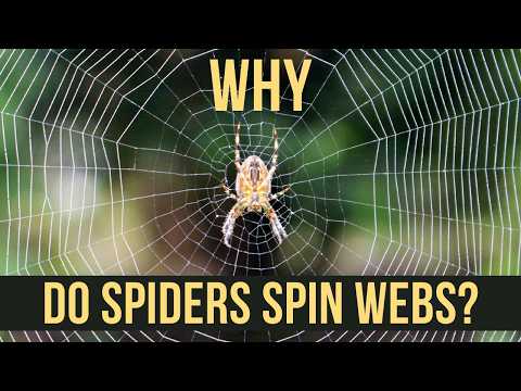 Why do spiders spin webs ?