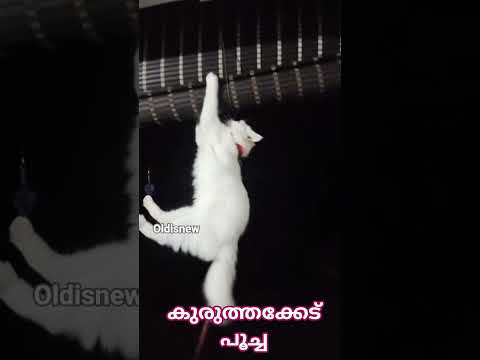 cat #shorts #shortvideo  #trending #entertainment #ManUnited​ #ManchesterUnited​ #MUFC​ #football​