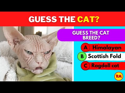 😺 Guess the Cat Breed Challenge: Purr-fectly Fun Feline Trivia! 🐾 | Cat Lovers Unite! 😻