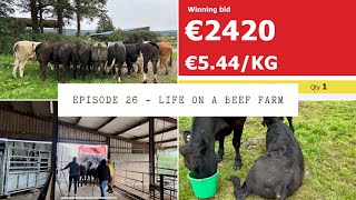 Episode 26 - Store bullocks head to the mart - how did they do? 🐂🐂
