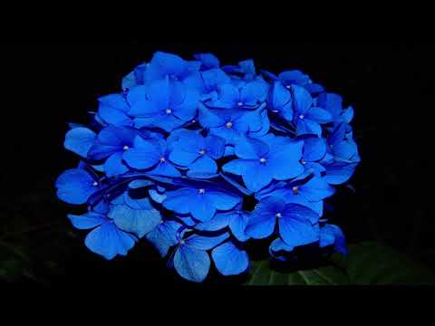 Third Eye Chakra | Chakra Meditation Music - Gain Wisdom and Awake Your Intuition | Healing Music