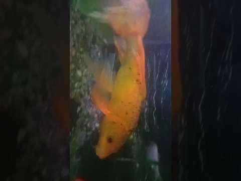 fishes || species of fishes || #biodiversity #biology #yt #yt #viral #enjoy #experiment