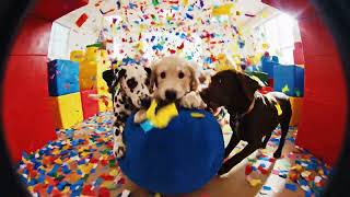 Puppy Meeting: Zero Productivity, Maximum Chaos