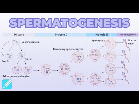 Spermatogenesis | Male Reproductive System