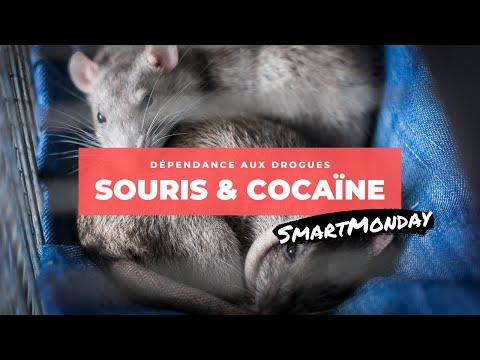 SmartMonday Oct '14 - Souris & Cocaïne - par Jean-François de Backer