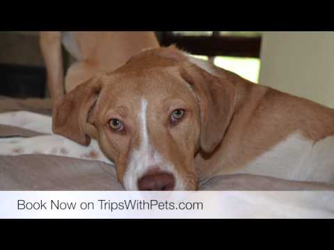 Pet Friendly Hotels Houston, Texas