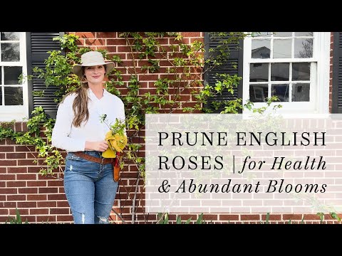 Prune English Garden Roses for Health & Blooms | Climbing, Rambling, & Shrub Rose Tutorial