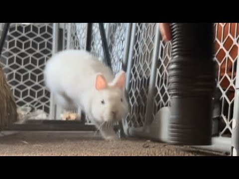 MeiMei The Bunny Rabbit FREAKS OUT over the Vacuum Cleaner Hose ! 💨🐰