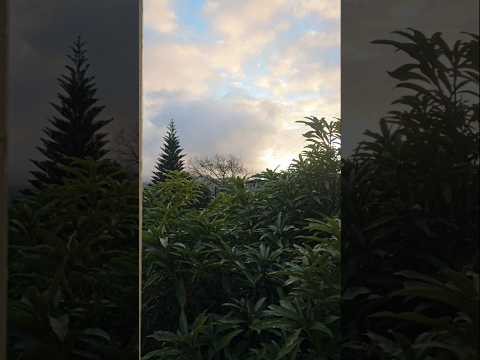 ഞായറാഴ്ച ഓഫ് ഇല്ല... ജോലി യാത്ര കാടിലൂടെ! #malayalamvlog #dailyvlog #lifeinmauritius