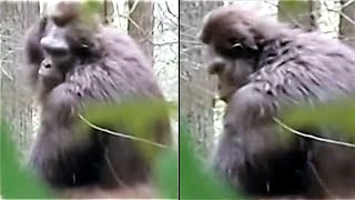 The Clearest Bigfoot Video In Existence Better Than The Patty Film