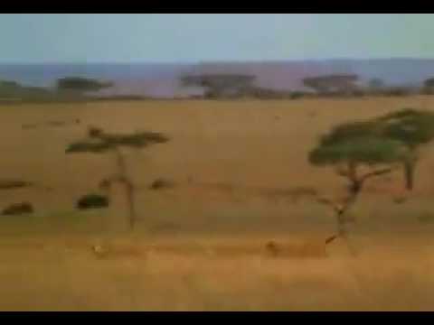 Rare video of a Man saving a Deer from a Cheetah