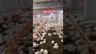 Control Shed Farming Business In Pakistan 2023 Poultry Farming2023