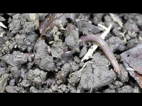 Western Pennsylvania Bug Walk