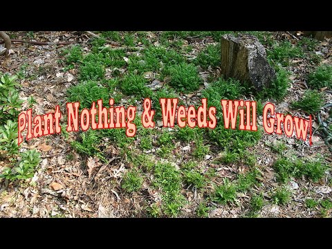 Plant Nothing & Weeds Will Grow