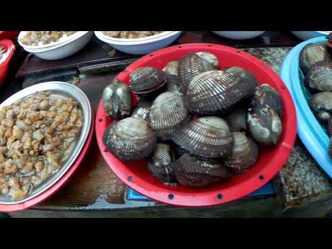 BUSAN's Jagalchi FIsh Market (부산 자갈치시장) - Clam as big as my palm!